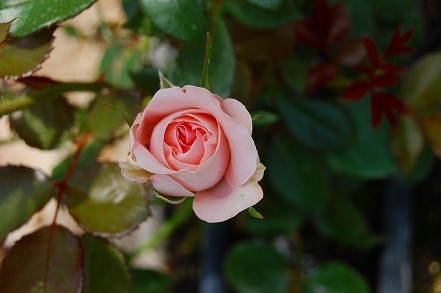 京都市　花屋　新作のバラ